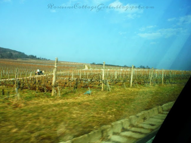 Vineyards