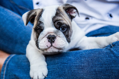 bulldog, puppy, Knoxville, Tennessee, ALM Photo, Lisa Mueller, Allan Mueller, photography