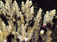 Acropora Azurea