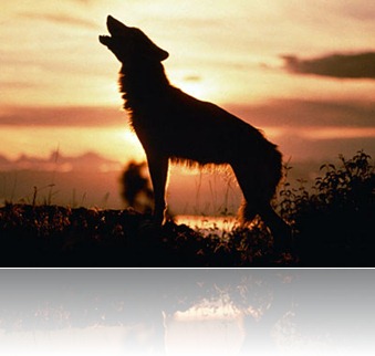 wolves1