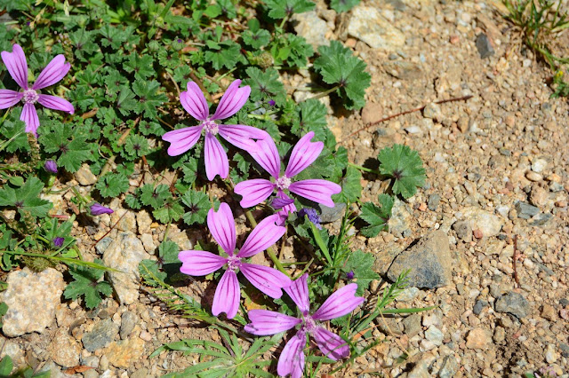 Malva sylvestris