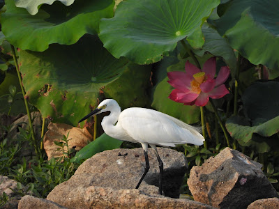 Little Egret at Xianjia Lake