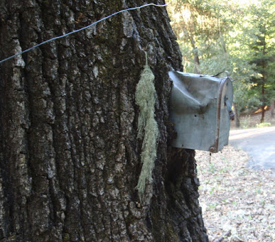 Forgotten Mailbox in Oak Tree, ©B. Radisavljevic