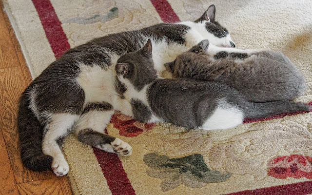 Ella with her kittens