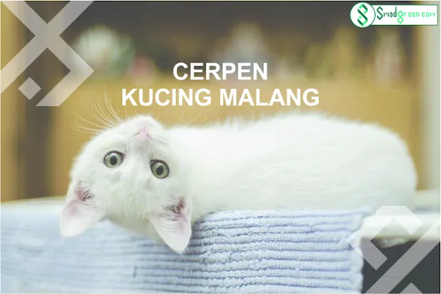 Cerpen Kucing Malang