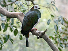 Foto burung pergam tutu