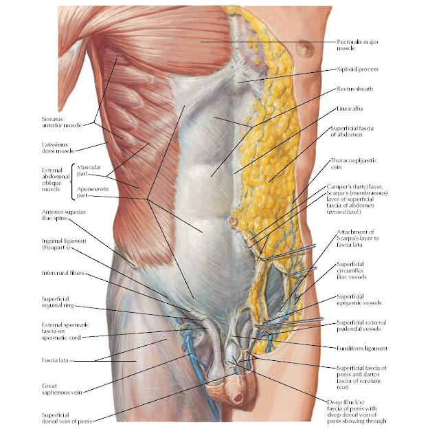 Anterior Abdominal Wall: Superficial Dissection Anatomy Serratus anterior muscle, Latissimus dorsi muscle, External abdominal oblique muscle, Muscular part, Aponeurotic part, Anterior superior iliac spine, Intercrural fibers, Superficial inguinal ring, External spermatic fascia on spermatic cord, Fascia lata, Great saphenous vein, Superficial dorsal vein of penis, Pectoralis major muscle, Xiphoid process, Rectus sheath, Linea alba, Superficial fascia of abdomen, Thoracoepigastric vein, Camper’s (fatty) layer, Scarpa’s (membranous) layer of superficial fascia of abdomen (turned back), Attachment of, Scarpa’s layer to fascia lata, Superficial circumflex iliac vessels, Superficial epigastric vessels, Superficial external pudendal vessels, Fundi form ligament, Superficial fascia of penis and dartos fascia of scrotum (cut), Deep (Buck’s) fascia of penis with deep dorsal vein of penis showing through, Inguinal ligament (Poupart’s).