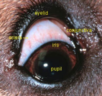 Dog Eye Health
