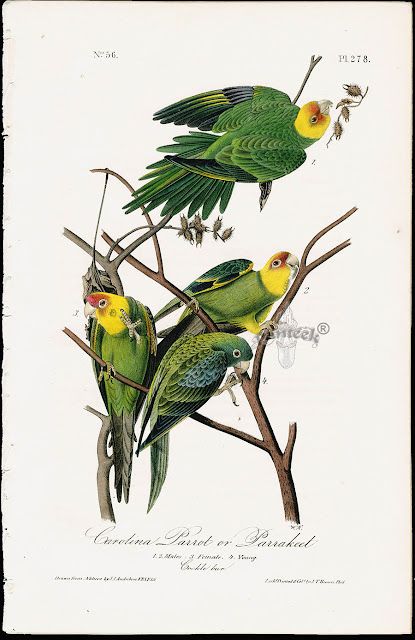 The Birds Of North America Audubon