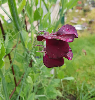 Photo of dark red sweet peas in my garden