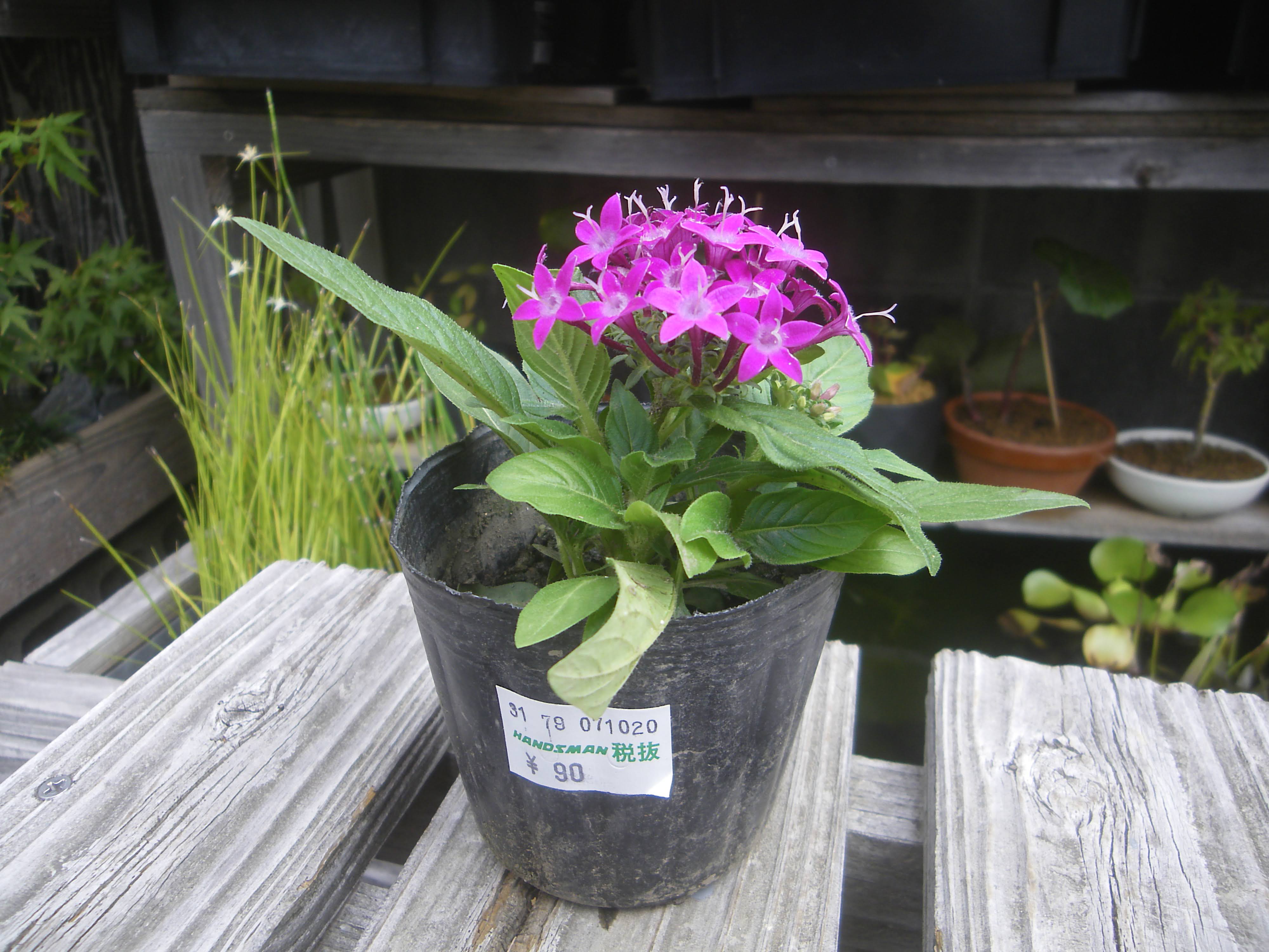 ペンタスの育て方 苗の植え付けから花を楽しみ 挿し芽や冬越しの記録 メダカの大工