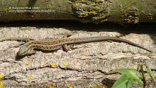 Lacerta agilis agilis female DSC138642