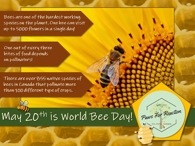 World Bee Day save the bees Paws For Reaction