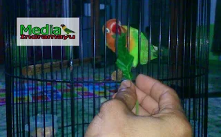 cara menstabilkan birahi lovebird jantan, menstabilkan birahi lovebird muda, cara menstabilkan lovebird paud, setting lovebird lapangan, cara setting lovebird agar ngekek panjang, cara menstabilkan birahi lovebird lomba, ciri ciri lovebird paud birahi, cara menstabilkan birahi lovebird paud, cara menstabilkan birahi lovebird betina, cara mengatasi lovebird mbebek, sayuran untuk menurunkan birahi lovebird, cara menurunkan birahi lovebird paud, cara menurunkan birahi lovebird betina dengan cepat, cara menurunkan birahi lovebird jantan, cara menstabilkan birahi love bird, cara mengatasi lovebird birahi tinggi