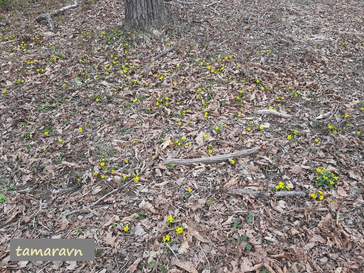 Фиалка жёлтолепестковая (Viola xanthopetala)