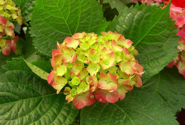 Hydrangea Flowers Pictures