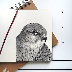 03-The-Falcon-s-eye-Animal-Drawings-Anastasia-Mattern-www-designstack-co