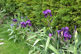 iris germanica