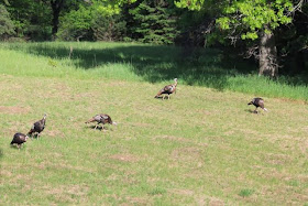 wild turkeys