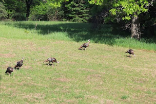 wild turkeys