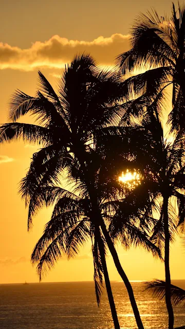 Palm Tree Sunset iphone Wallpaper