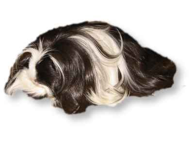 long haired guinea pig pictures