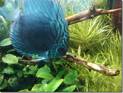 PIC091208002
