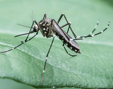 mosquitoes and heartworm larvae have adapted to conventional pesticide preventatives
