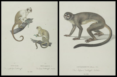 Midas bicolor AND pygmaeus and Nyctipithecus felinus