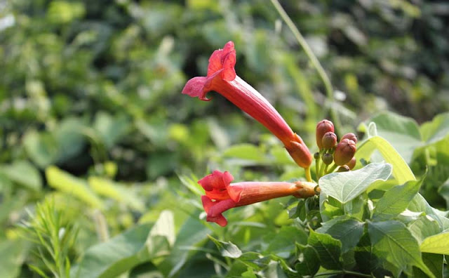 Trumpet Vine Flowers Pictures