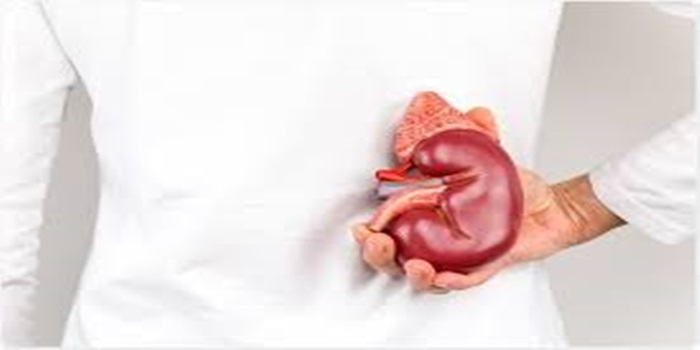 one kidney precautions In Telugu