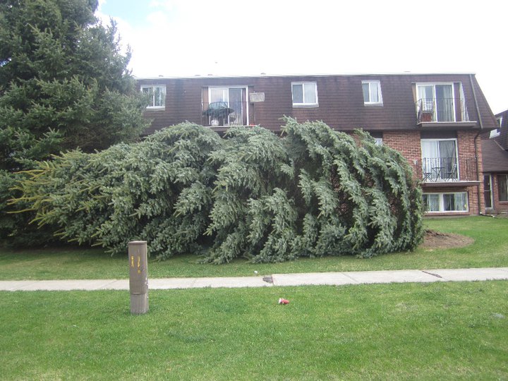 Strong Wind Uproots Large Tree