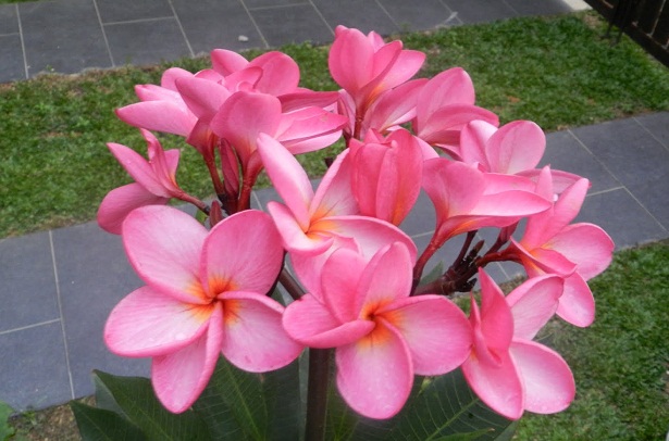 Kumpulan Gambar Bunga Kamboja Blog Bunga 