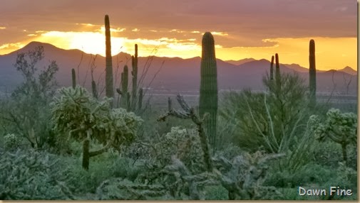 Saguaro NP West_107