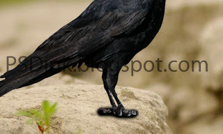 Photomanipulations: Cara membuat "Crow is King" dengan Photoshop