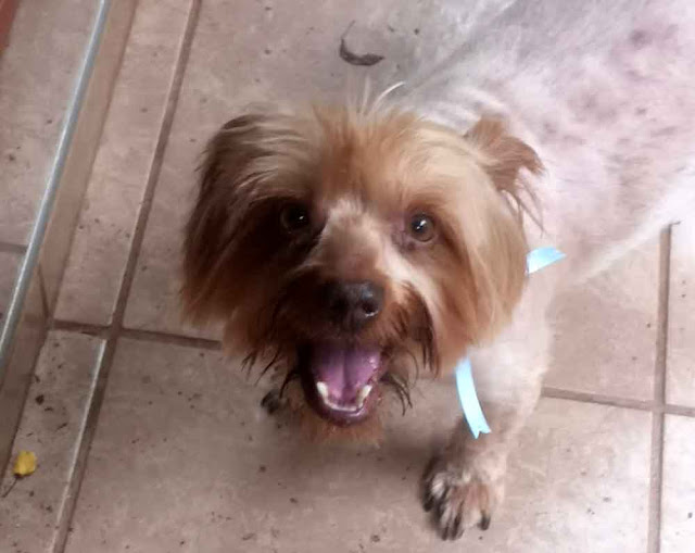 Adopt a Yorkshire Terrier male Tjoklets