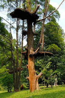 kebun raya bogor old tree