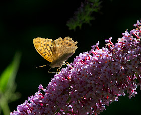 Silver-Washed Fritillary,  Argynnis paphia, rather tattered, on a Buddleia.  Buddleia glade, High Elms Country Park, 30 July 2011.