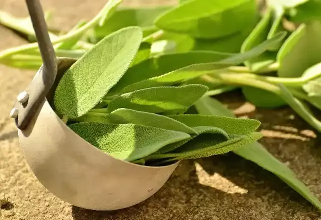 Vamos aprender a fazer amuletos de plantas que trazem sorte para a nossa vida