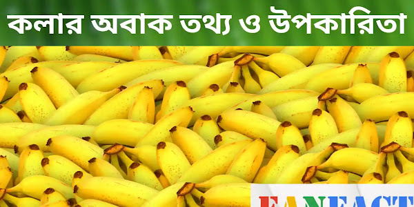 কলা এর অবাক তথ্য ও কলা খাওয়ার উপকারিতা | banana facts in bengali 