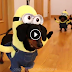 ¡No te pierdas a estos perros disfrazados de Minions!