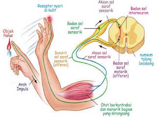 Pengertian Impuls, Gerak Sadar dan Gerak Refleks Beserta Contohnya