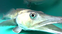 Antarctic Ice Fish Facts