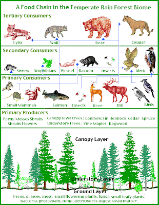 rainforest food chains for kids. Ocean Food Web Diagram.