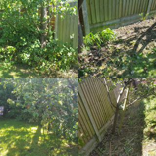 Before and After in my Garden