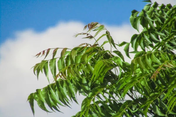 Neem Oil Use and Benefits