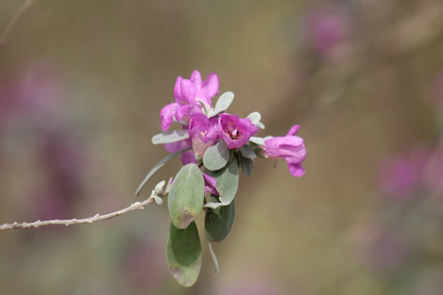 Rain Sage