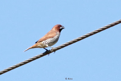 Scaly-breasted Munia