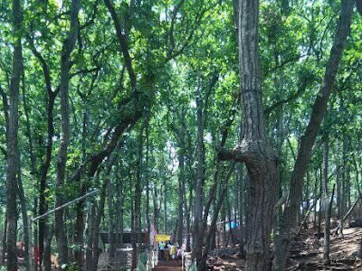 भारत में वनों के प्रकार और वर्गीकरण