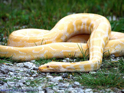 Albino Python